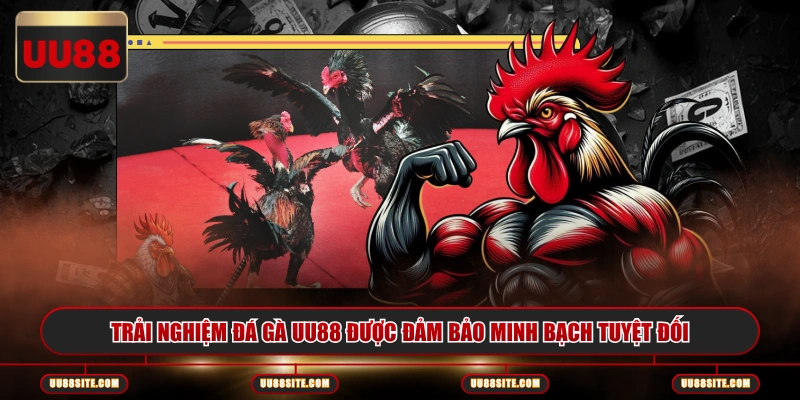 Trải nghiệm đá gà UU88 được đảm bảo minh bạch tuyệt đối